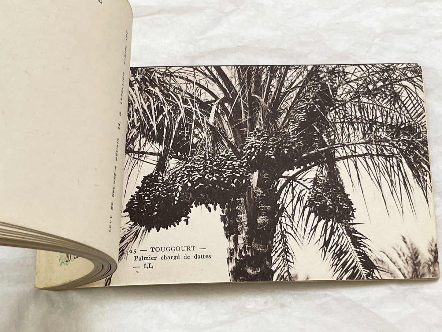 1910s - Touggourt Postcard Booklet - Vintage North African Photos - Algerian Oasis Scenes - Historical Travel Souvenir Album