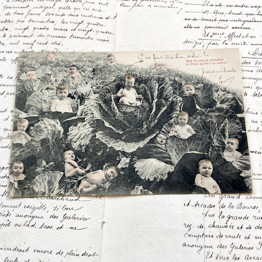 1910s - French Postcard - Babies In Cabbages - Vintage Humorous Folklore - Infant Whimsy Greeting Card - Early 20th Century Charm