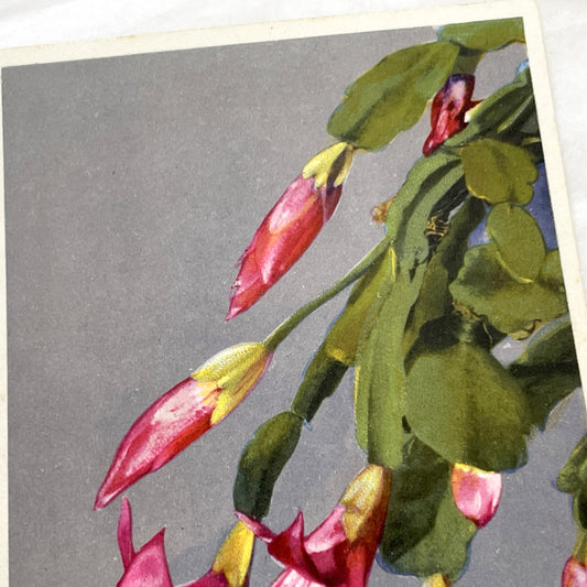 1950s - Exquisite Vintage Christmas Cactus Postcard - Botanical Illustration - Vibrant Fuchsia Flowers - Antique Plant Art