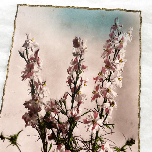 1900s - Vintage Botanical Chromolithograph - Delicate Pink Larkspur Flowers - Antique Gold Edge Art Print - Wall Decor - Collectible Print