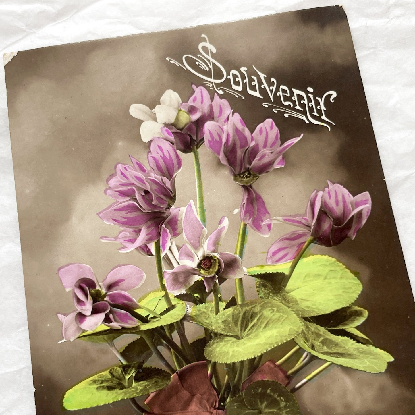 1900s - Vintage Postcard - Potted Cyclamen Flowers - Beautiful Floral Souvenir Card - Antique Botanical Ephemera - Collectible Art Print