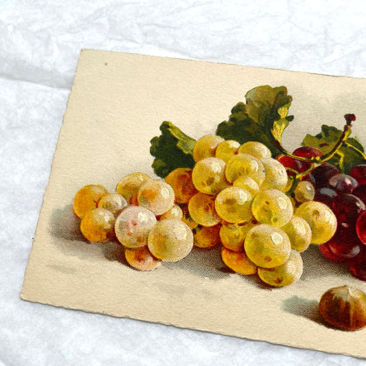 1900s - Vintage Botanical Grapes Postcard - Still Life Fruit Art