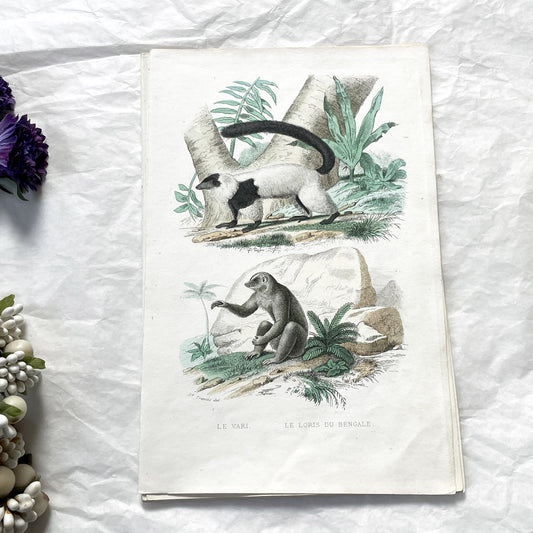 Mid 19th Century - Antique Zoological Print - Lemur And Loris Hand-Colored Illustration - Edouard Travies Wildlife Art Decor