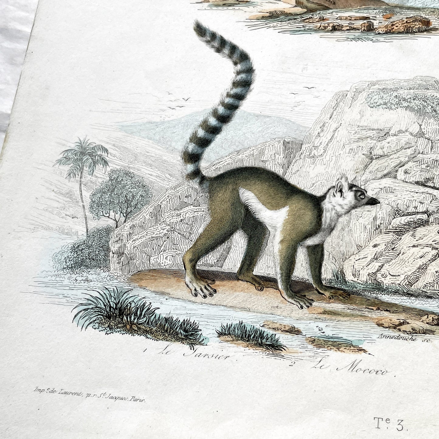 Mid 19th century - Antique Zoology Print - Hand Colored Lithograph Lemur Tarsier Mokoko - Primate Mammal Natural History Illustration