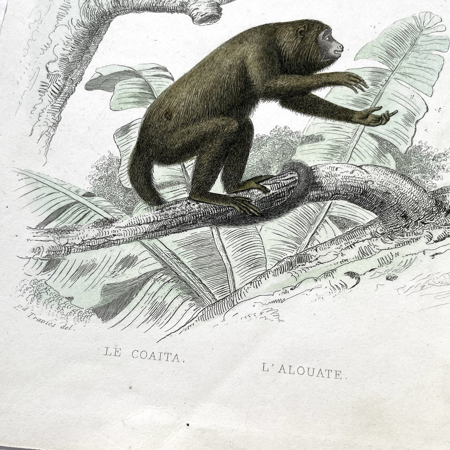 Mid 19th - Original Antique Monkey Print - Travies Zoology Engraving - Howler Spider Monkeys - Natural History Art Wall Decor
