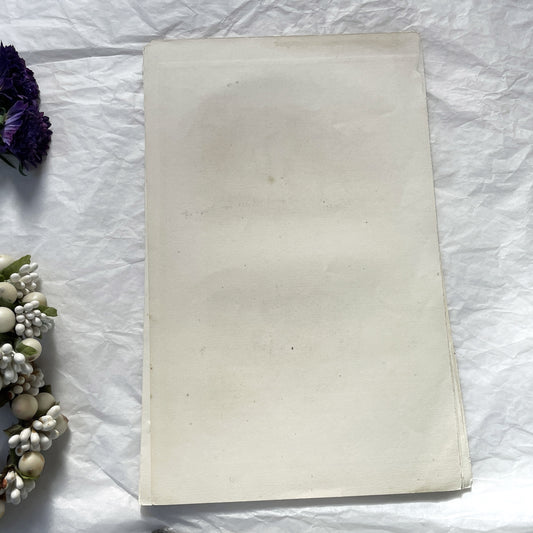 Mid 19th century - Original Hand-Colored Engraving - Blue Antelope Klipspringer Gnu Condama - French Zoological Print - African Animals Art