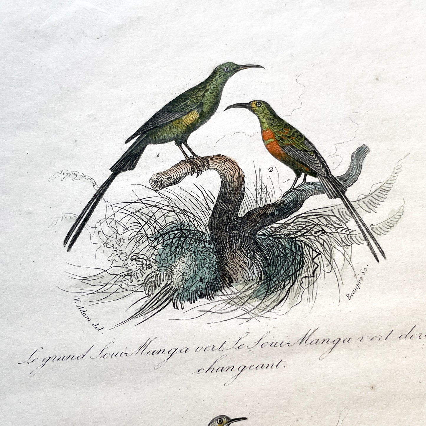 Mid 19th - Antique Bird Print - Hand-Colored Engraving - French Natural History - Victor Adam - Ornithology Plate N° 130