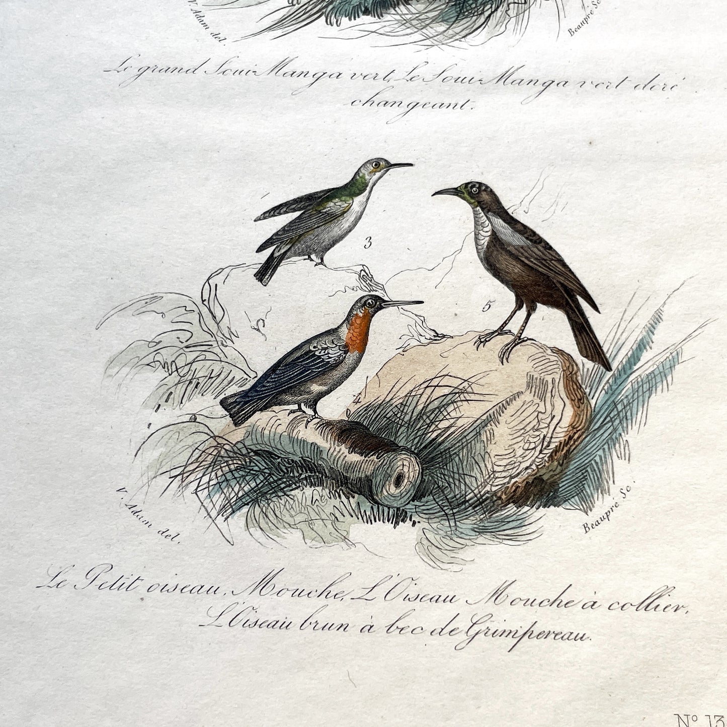 Mid 19th - Antique Bird Print - Hand-Colored Engraving - French Natural History - Victor Adam - Ornithology Plate N° 130