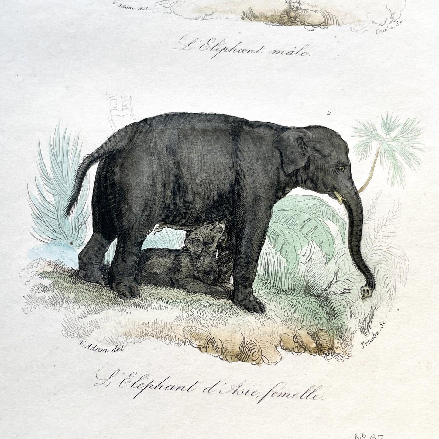 Mid 19th Century - Elephant Lithograph Print - Asian Elephant Male Female Calf - Natural History Engraving - Antique Art