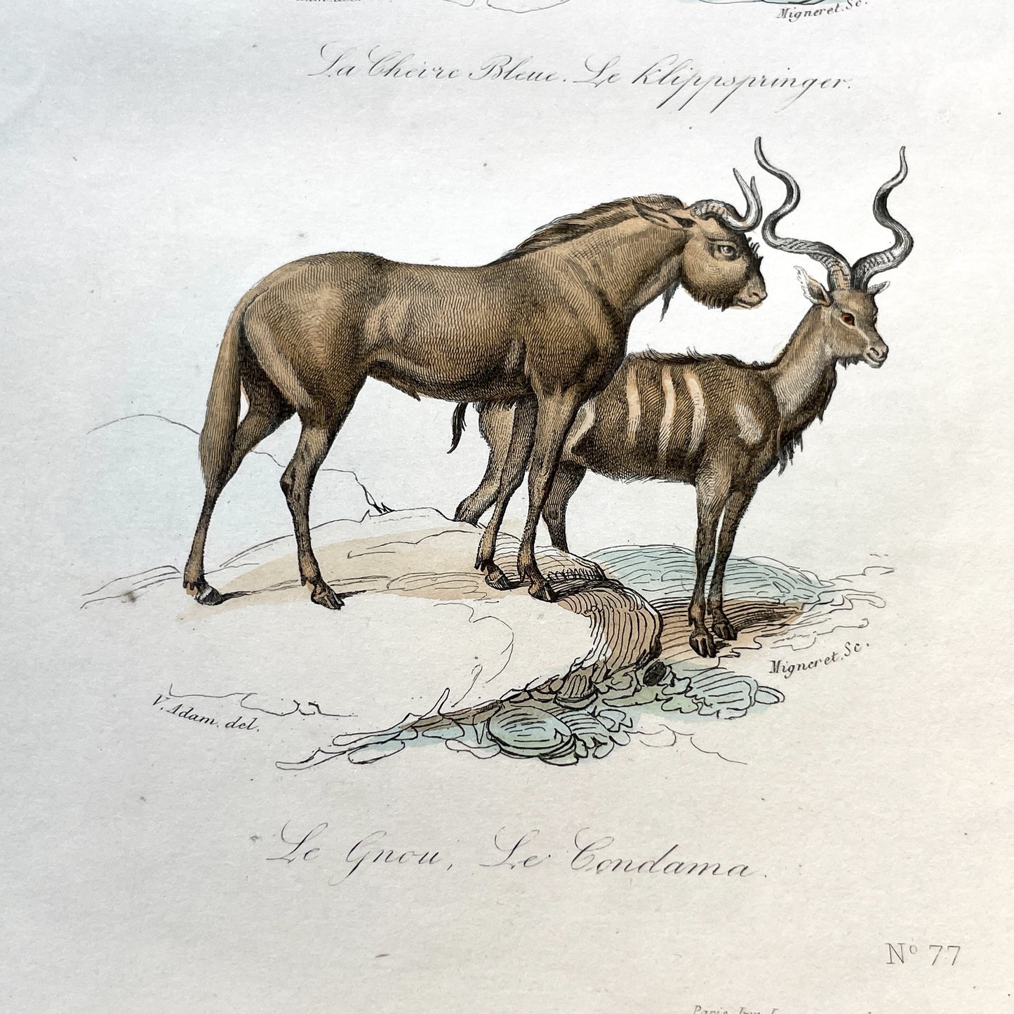 Mid 19th century - Original Hand-Colored Engraving - Blue Antelope Klipspringer Gnu Condama - French Zoological Print - African Animals Art