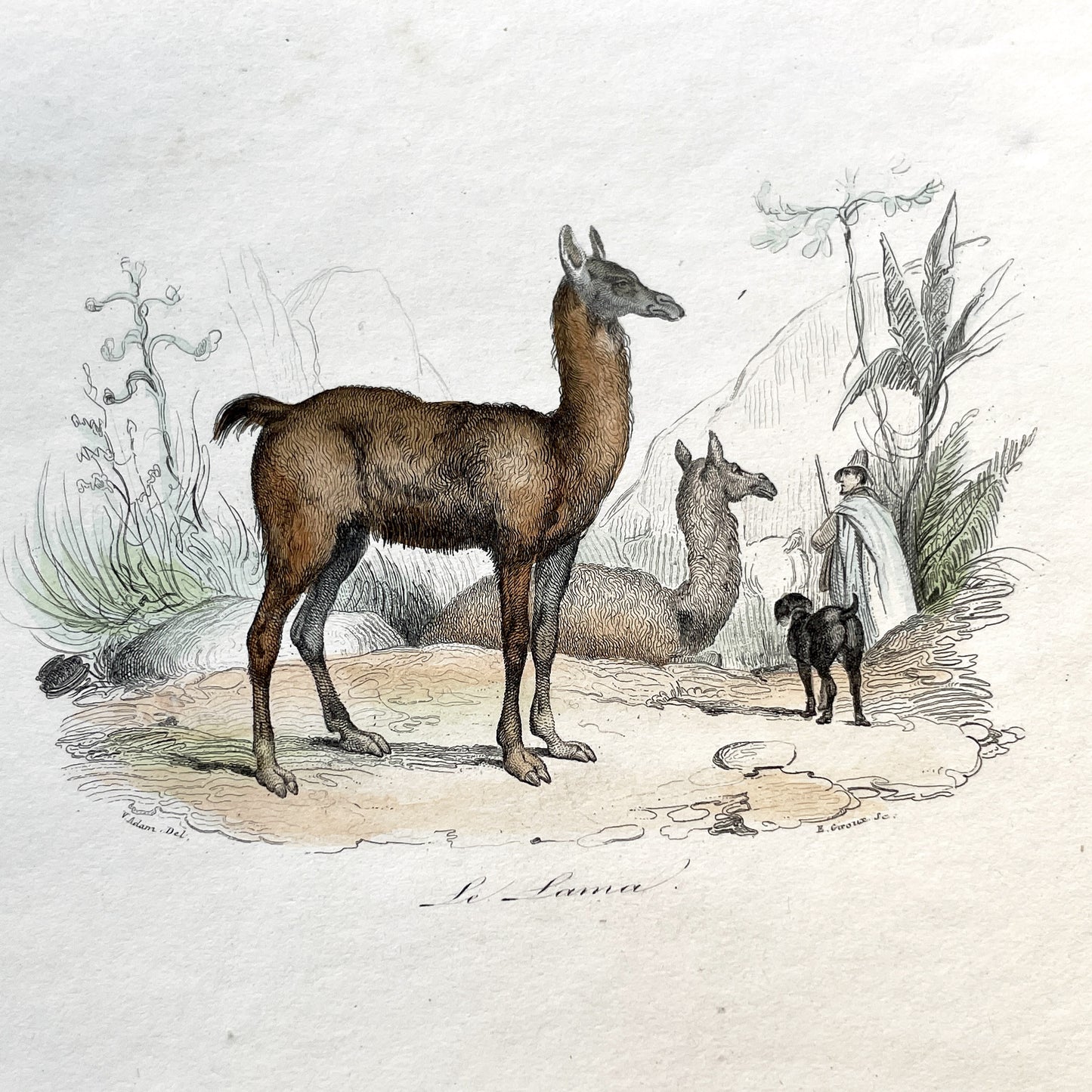 Mid 19th - Llama Vicuna Print - Antique Hand-Colored Lithograph - South American Camelid Engraving - Natural History Art Plate