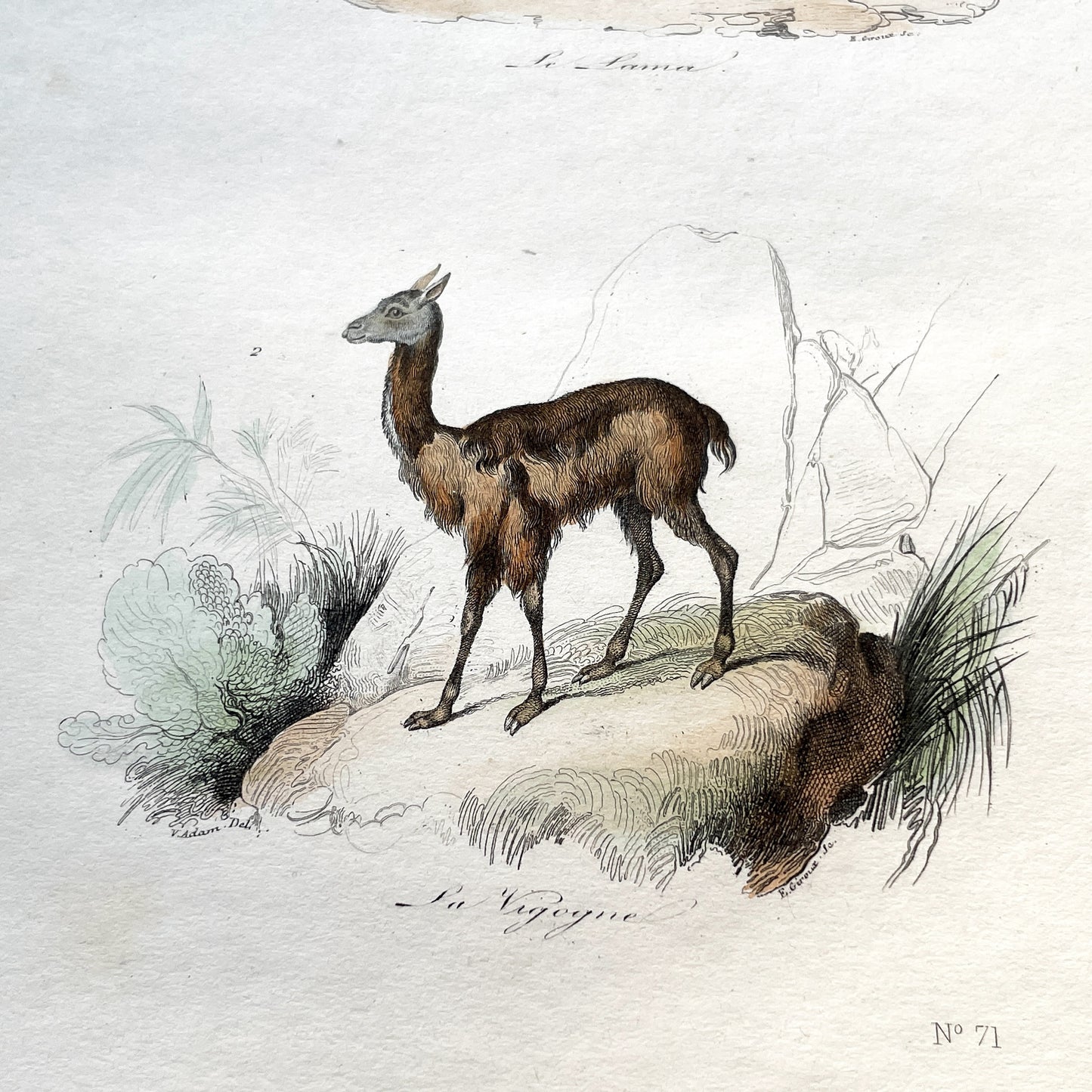 Mid 19th - Llama Vicuna Print - Antique Hand-Colored Lithograph - South American Camelid Engraving - Natural History Art Plate