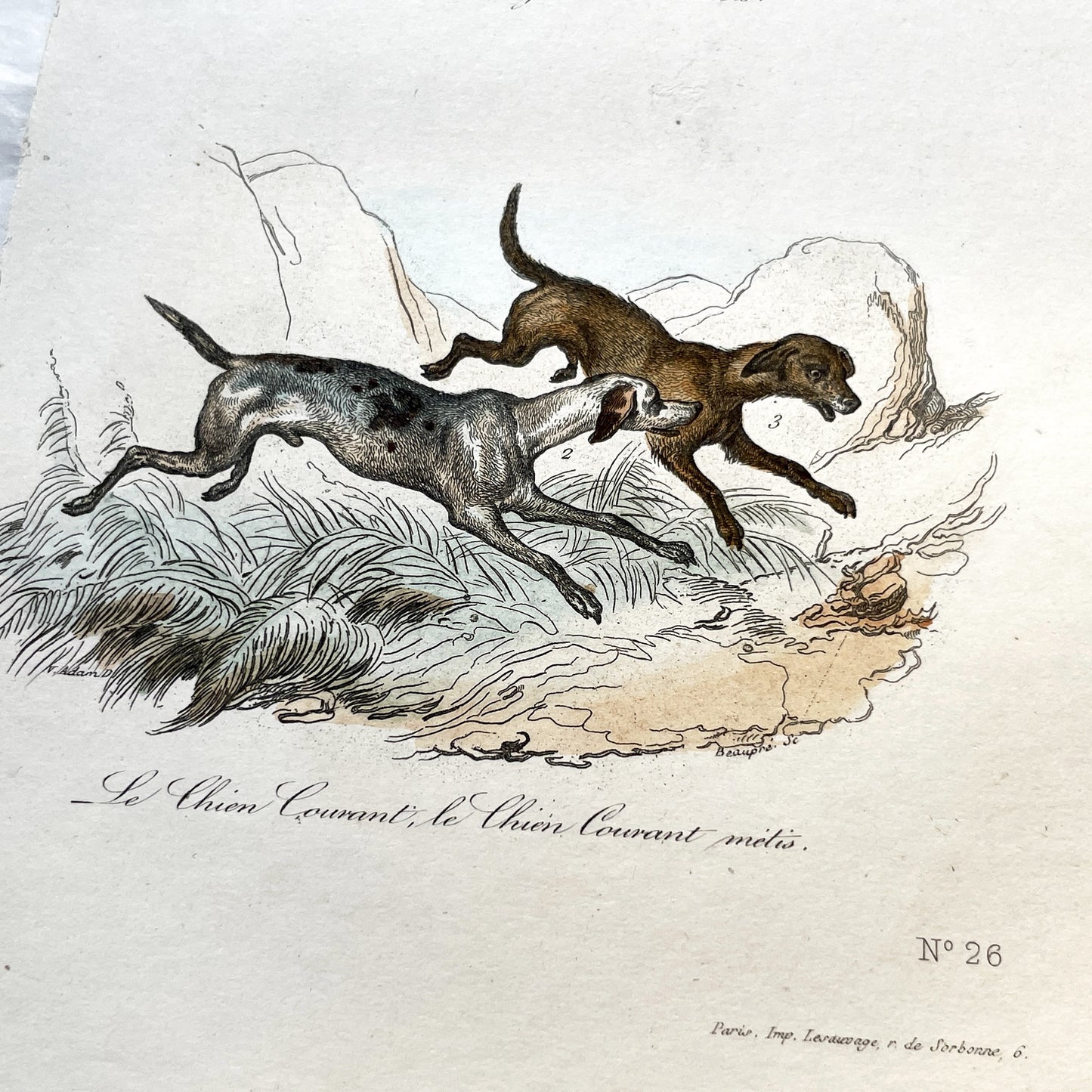 Mid 19th Century - Original Antique Dog Breeds Print - Grand Danois & Chien Courant Hounds - French Natural History Engraving