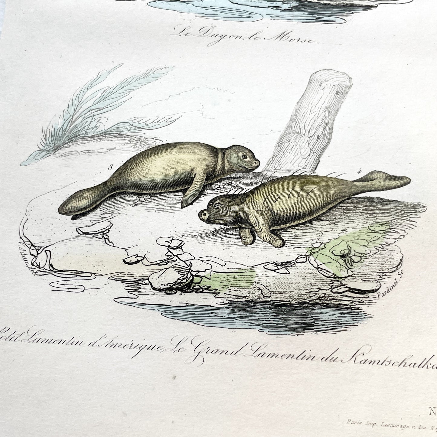 Mid 19th - Antique Marine Mammal Print - Hand-Colored Dugong Walrus Manatee Kamchatka Sea Cow Engraving - Scientific Illustration Animal Art