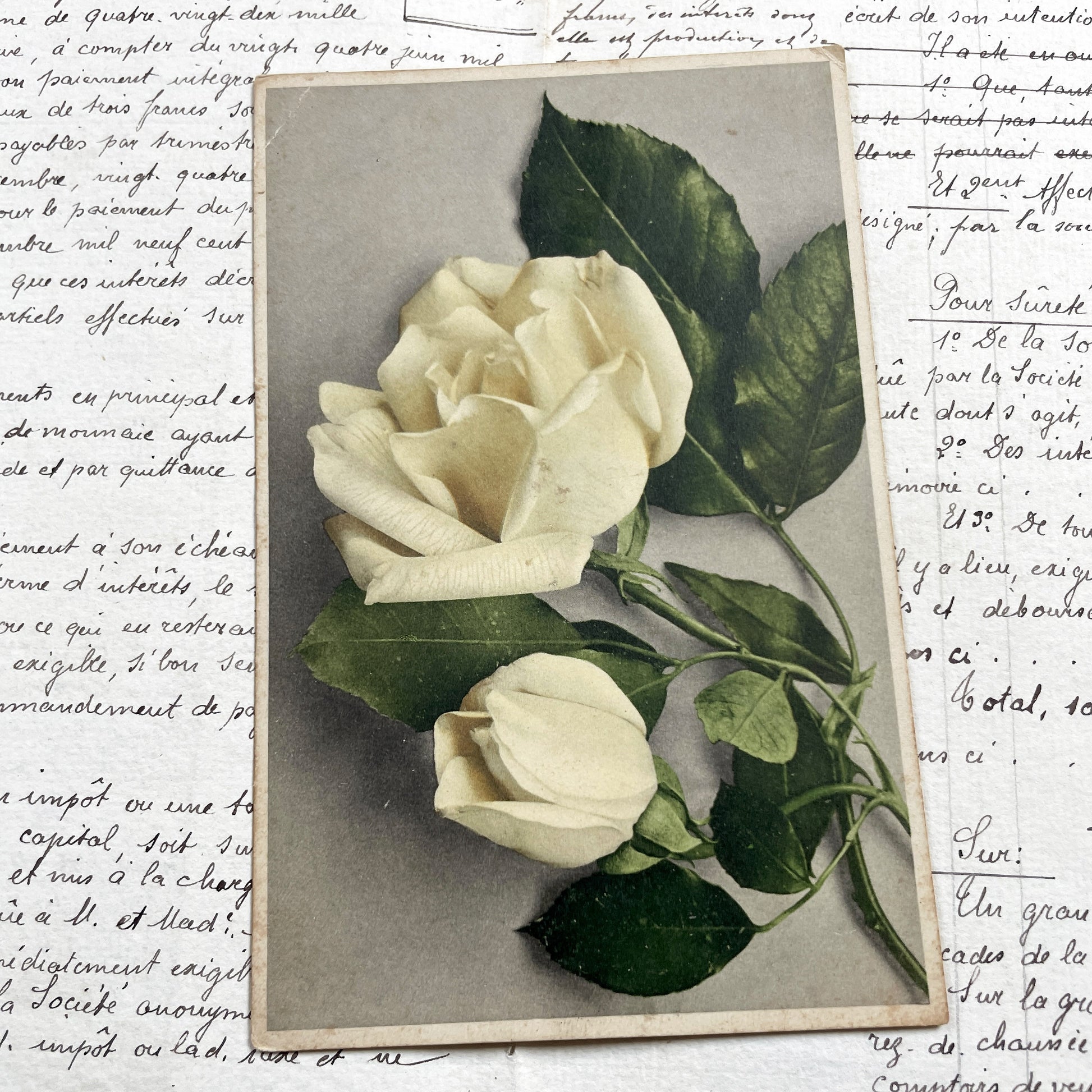 1920s - Antique Postcard - Delicate White Roses Floral Art - French Ephemera - Collectible Botanical Print - Vintage Paper Memorabilia