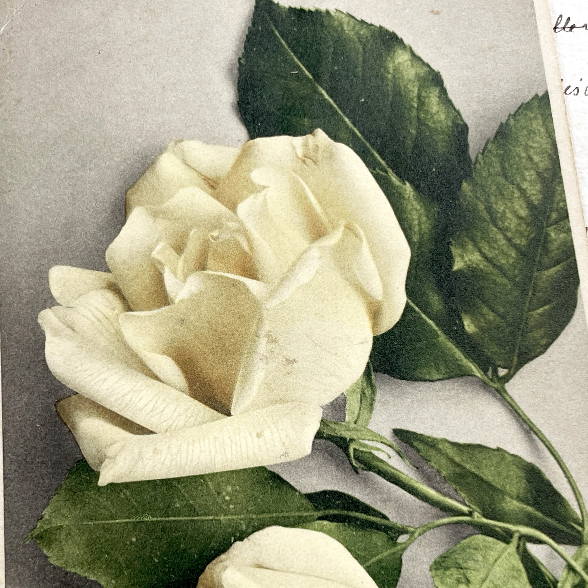 1920s - Antique Postcard - Delicate White Roses Floral Art - French Ephemera - Collectible Botanical Print - Vintage Paper Memorabilia