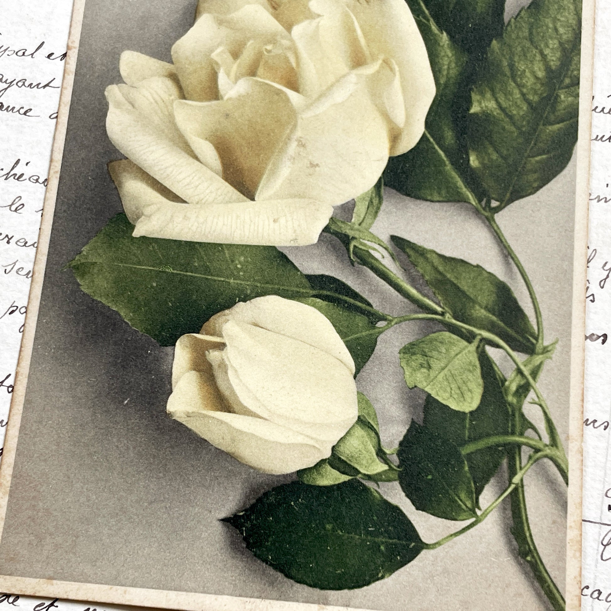 1920s - Antique Postcard - Delicate White Roses Floral Art - French Ephemera - Collectible Botanical Print - Vintage Paper Memorabilia