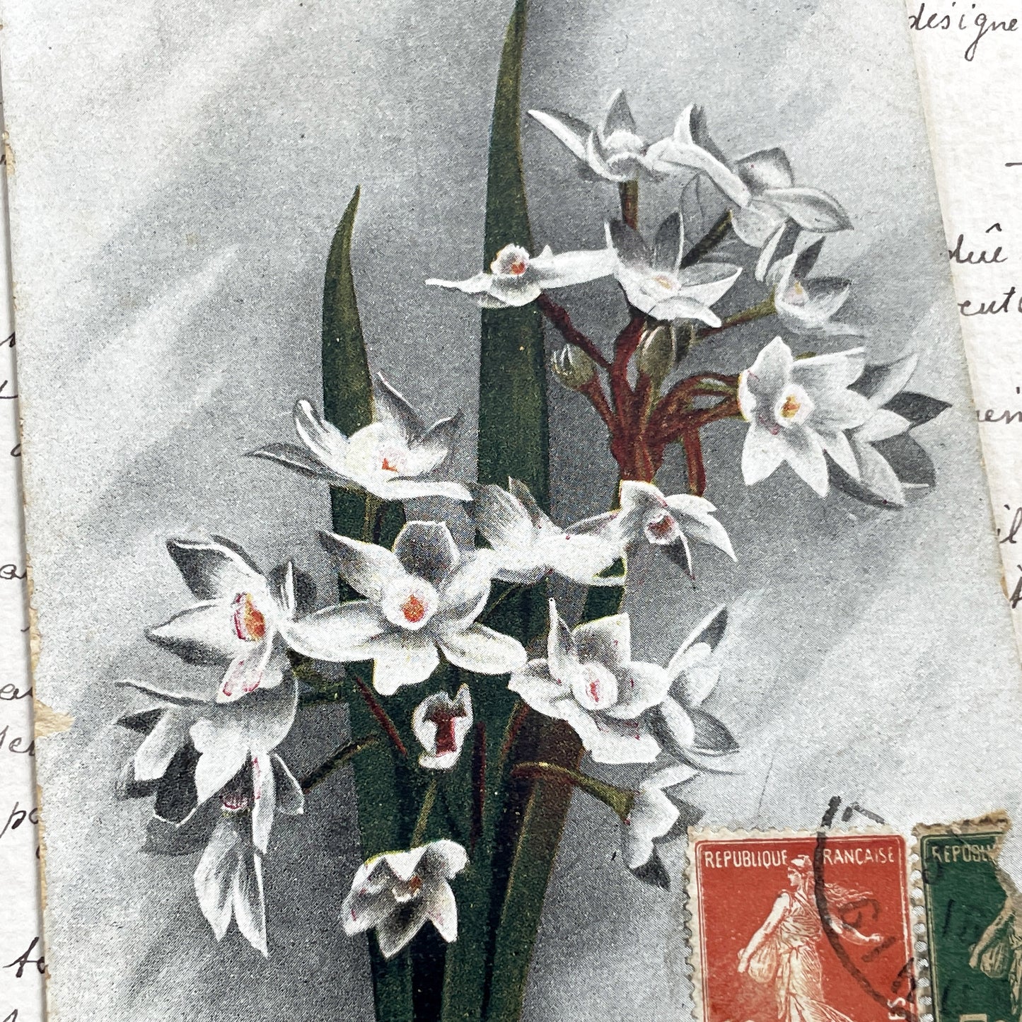 1910s - French Floral Postcard - Vintage Narcissus Flowers - Antique New Year Card - Semeuse Stamps France - Collectible Paper Ephemera