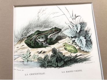 French engraving representing three species of frog by the drawer Edouard Travies