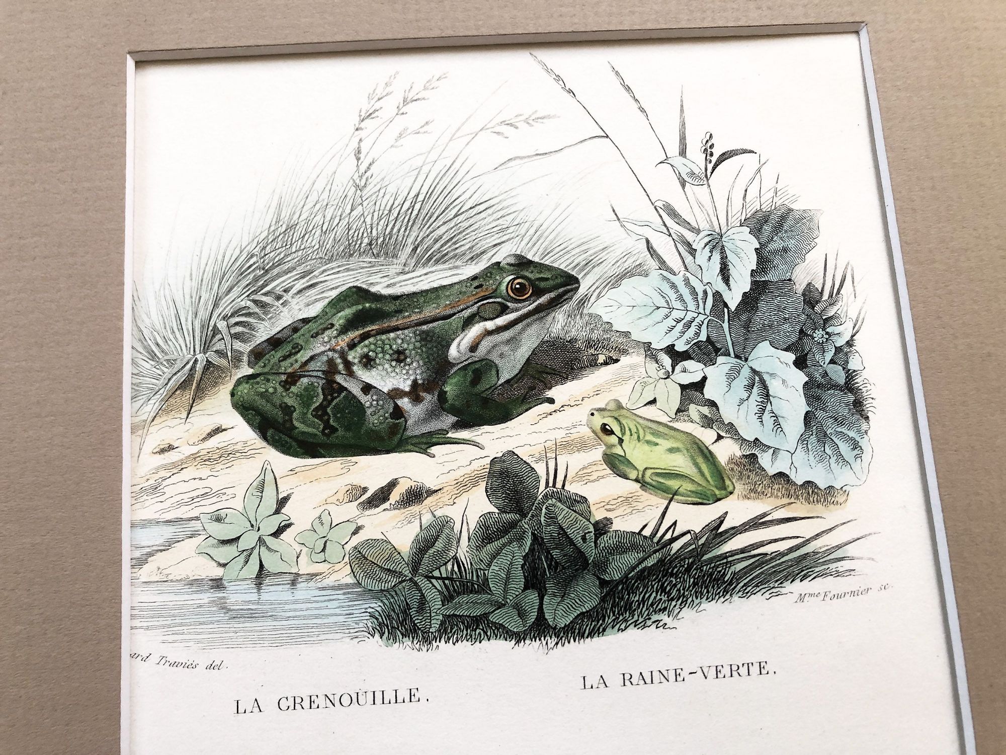 French engraving representing three species of frog by the drawer Edouard Travies