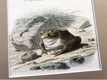  French engraving representing three species of frog by the drawer Edouard Travies