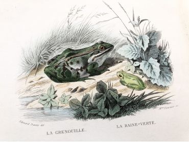  French engraving representing three species of frog by the drawer Edouard Travies