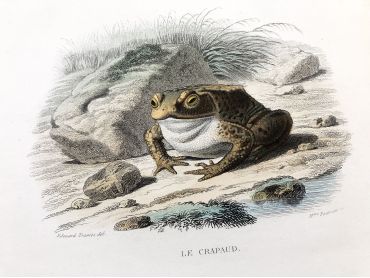  French engraving representing three species of frog by the drawer Edouard Travies