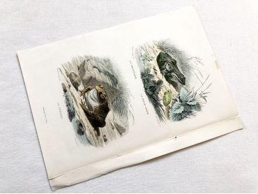  French engraving representing three species of frog by the drawer Edouard Travies