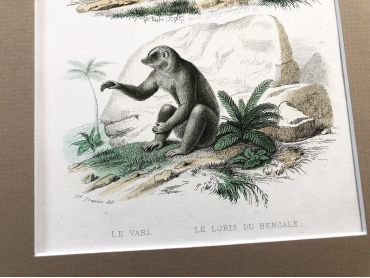  French engraving representing two types of monkey (the vari and loris of Bengal) by the drawer Edouard Travies