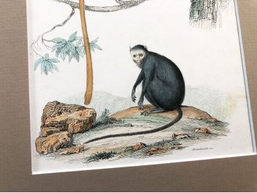  French engraving representing two types of monkey (the marikina and the mico) by the drawer Christophe Annedouche