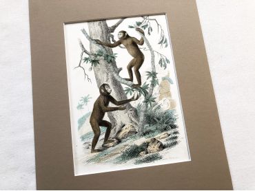  French engraving representing two types of monkey (the jocko and the pongo) by the drawer Edouard Travies