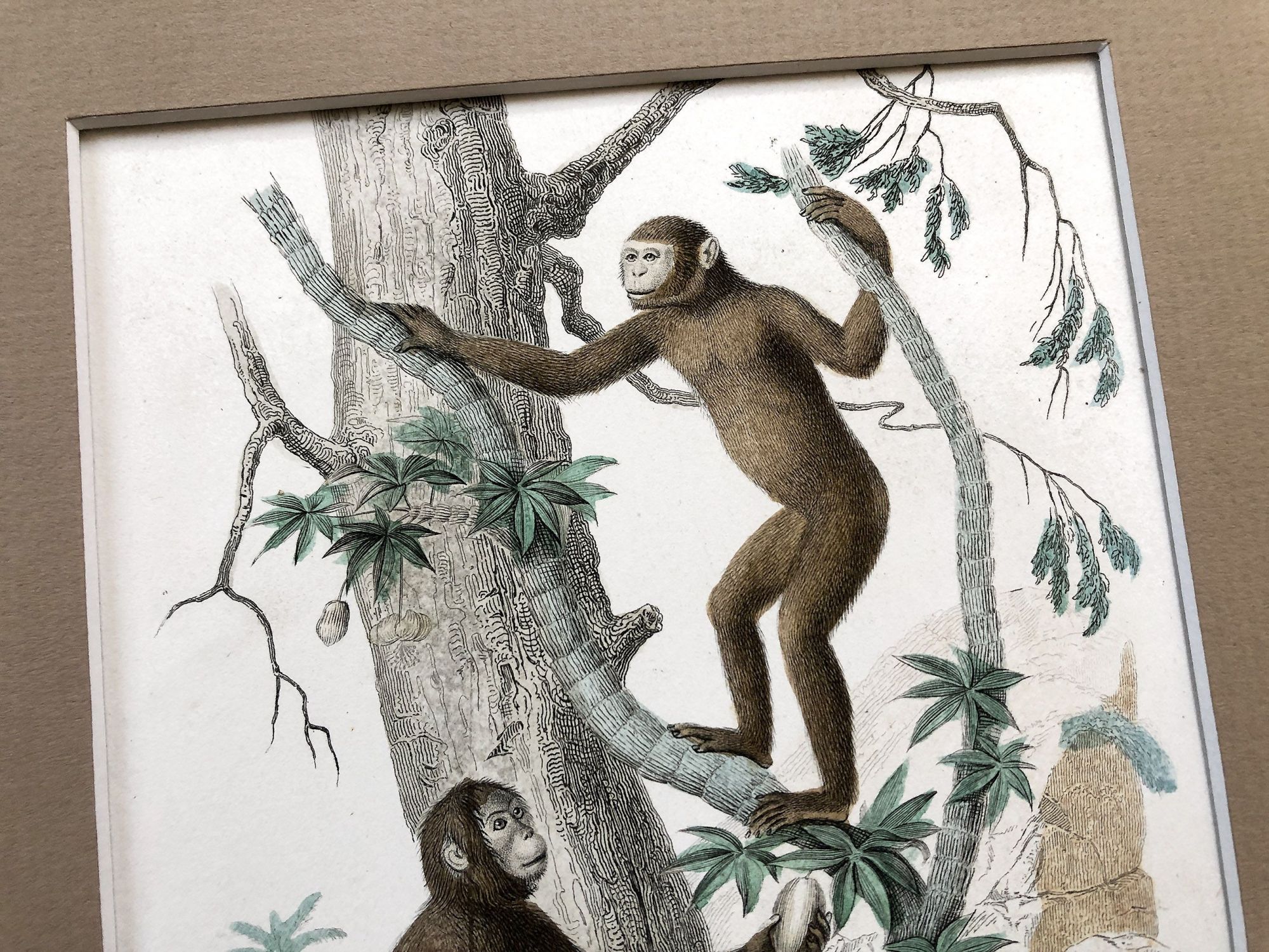 French engraving representing two types of monkey (the jocko and the pongo) by the drawer Edouard Travies