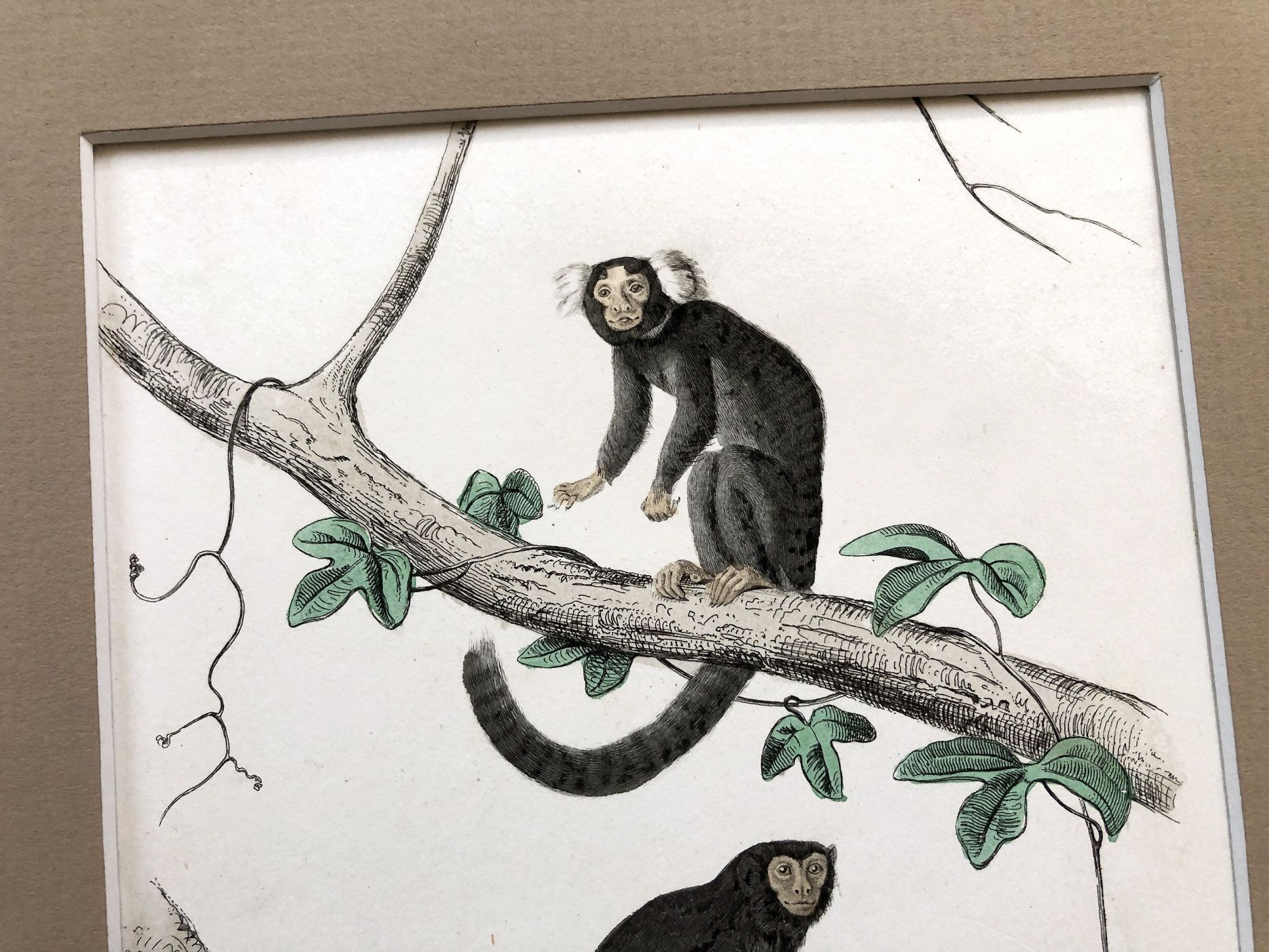 French engraving representing two types of monkey (the marmoset and the tamarind) from the middle of the 19th century