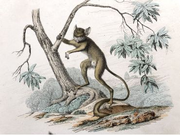  French engraving representing two types of monkey by the drawer Christophe Annedouche