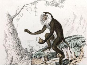  French engraving representing two types of monkey (jouanderou and maimon) by the drawer Edouard Travies