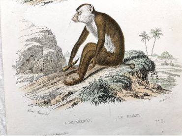  French engraving representing two types of monkey (jouanderou and maimon) by the drawer Edouard Travies