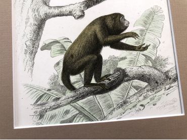 French engraving representing two types of monkey (coaita and alouate) by the drawer Edouard Travies