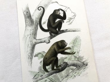 French engraving representing two types of monkey (coaita and alouate) by the drawer Edouard Travies