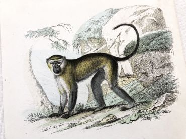French engraving representing two types of monkey (mabhrouck and papas)