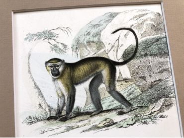 French engraving representing two types of monkey (mabhrouck and papas)