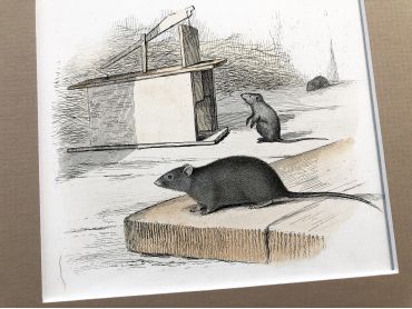 French engraving representing a mouse and a grison from the middle of the 19th century