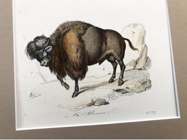 French engraving representing a buffalo and a bison by the drawer Victor Adam dating from the middle of the 19th century