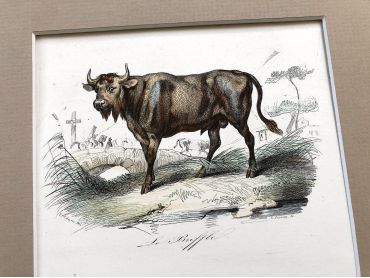 French engraving representing a buffalo and a bison by the drawer Victor Adam dating from the middle of the 19th century