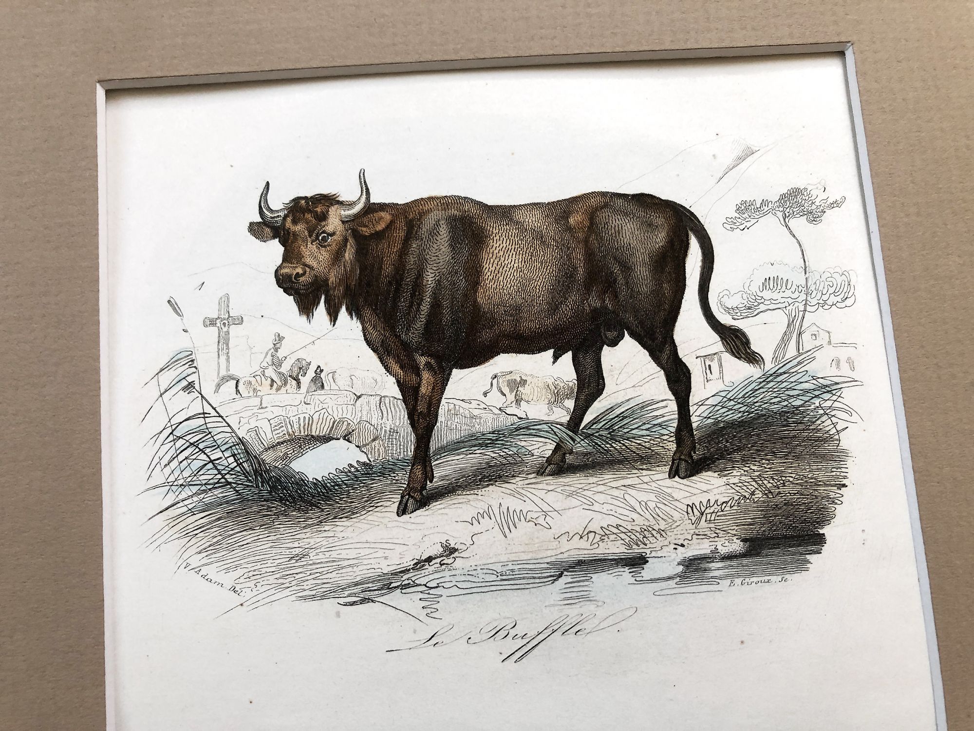 French engraving representing a buffalo and a bison by the drawer Victor Adam dating from the middle of the 19th century