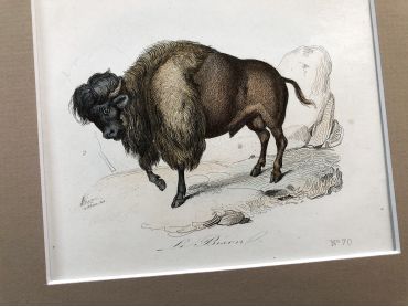 French engraving representing a buffalo and a bison by the drawer Victor Adam dating from the middle of the 19th century