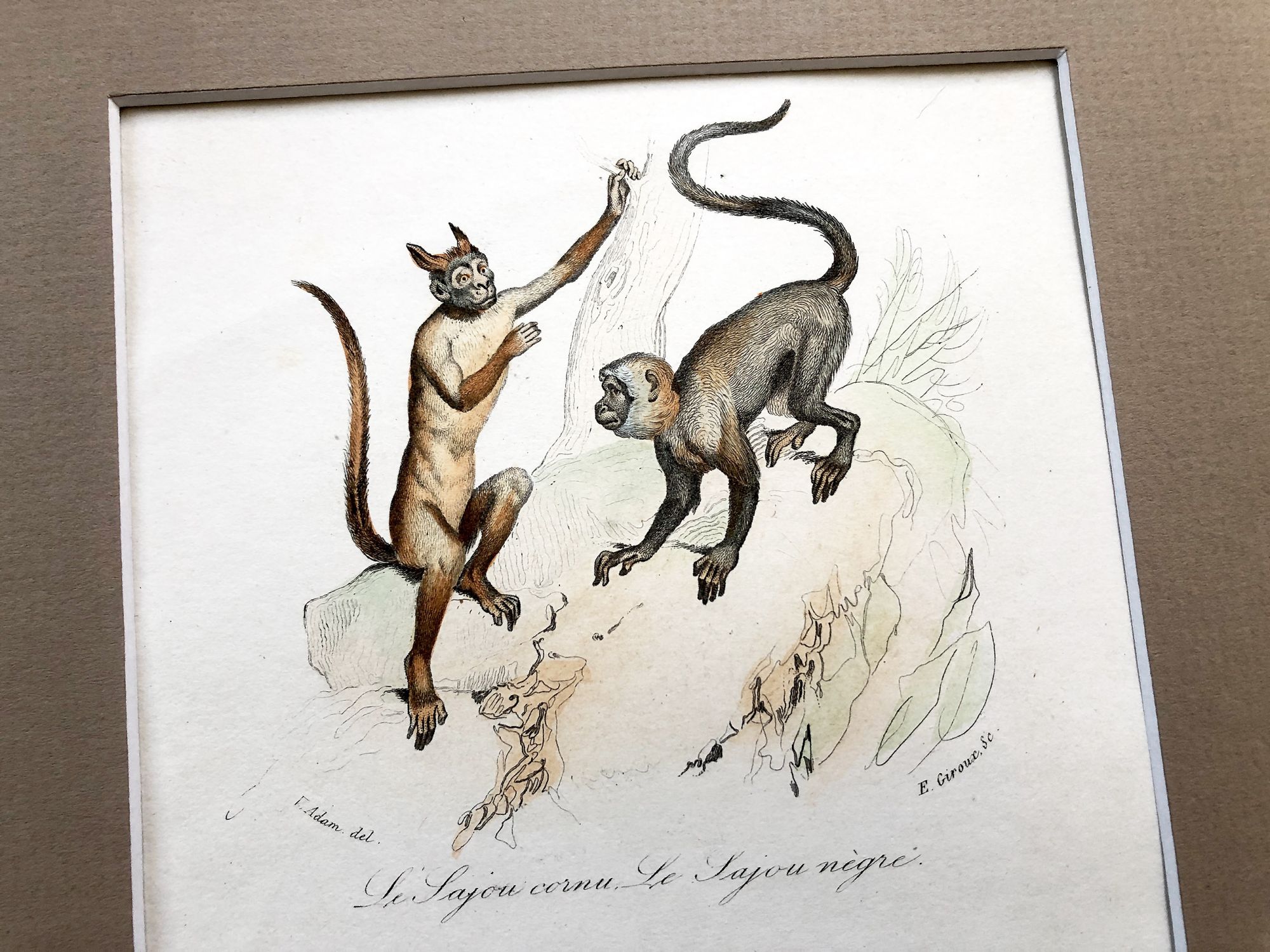 French engraving representing four types of monkey by the drawer Victor Adam