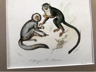 French engraving representing four types of monkey by the drawer Victor Adam