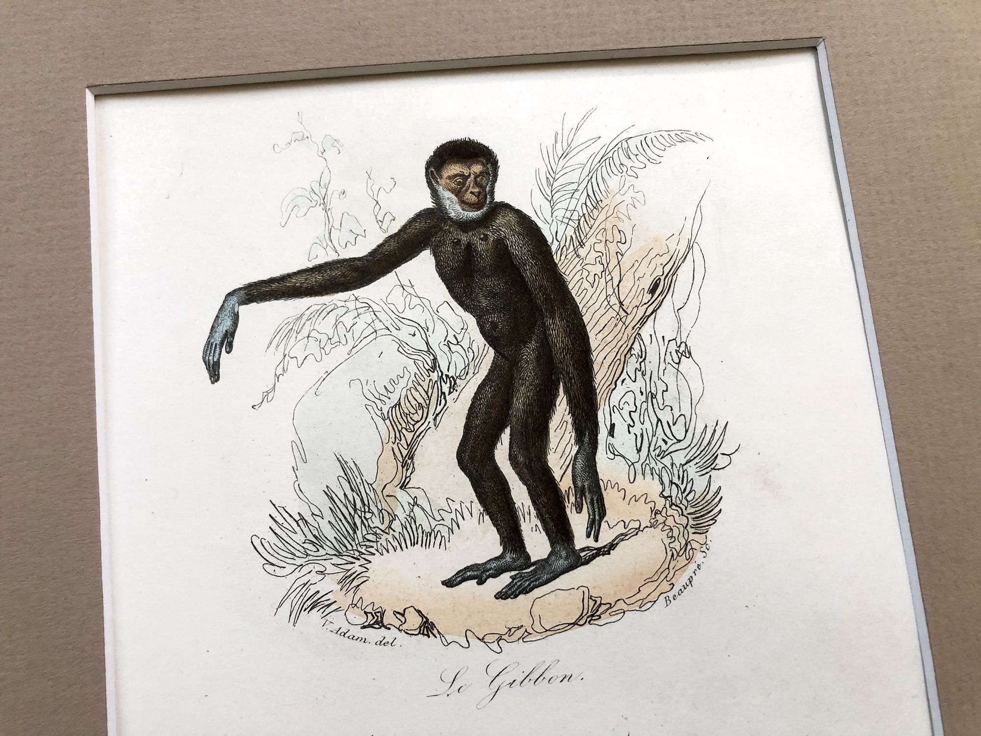 French engraving representing two types of monkey by the drawer Victor Adam