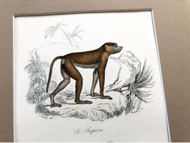 French engraving representing two types of monkey by the drawer Victor Adam