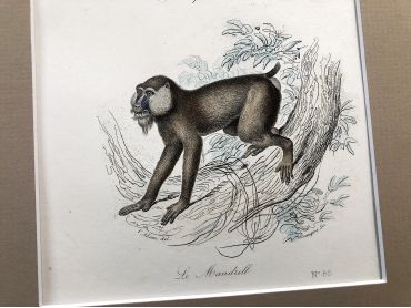 French engraving representing two types of monkey by the drawer Victor Adam